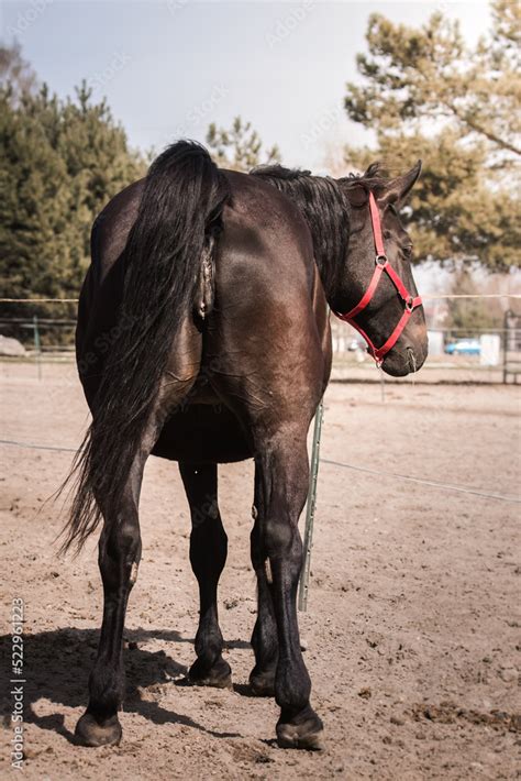 horse asshole|Inspecting horses anus and vulva 